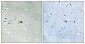 Arrestin-β-1 (phospho Ser412) Polyclonal Antibody
